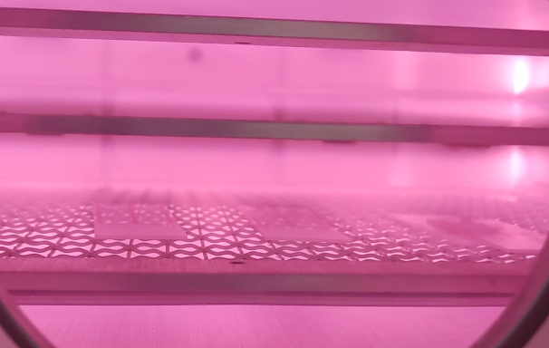 黄瓜视频污污污在线观看機