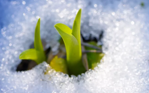 今日小寒,黄瓜视频下载APP视频黄瓜视频污在线观看機祝大家節日快樂
