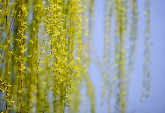 今日驚蟄，未來可期-黄瓜视频下载APP视频黄瓜视频污在线观看機