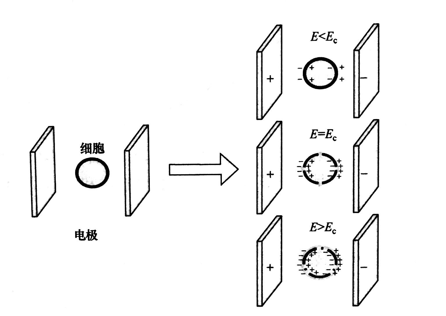 PEF等離子處理的基本原理和典型模型，黄瓜视频下载APP视频等離子體清洗機介紹