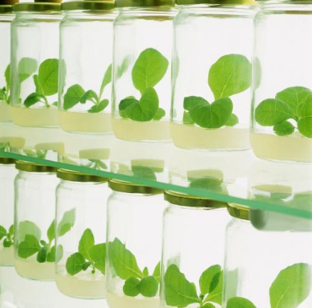 低溫黄瓜视频污污污在线观看機的誘變育種技術是一項什麽樣的應用？-黄瓜视频下载APP视频黄瓜视频污污污在线观看機