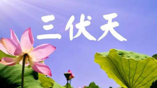 入伏，或開啟蒸煮模式-黄瓜视频下载APP视频黄瓜视频污在线观看機